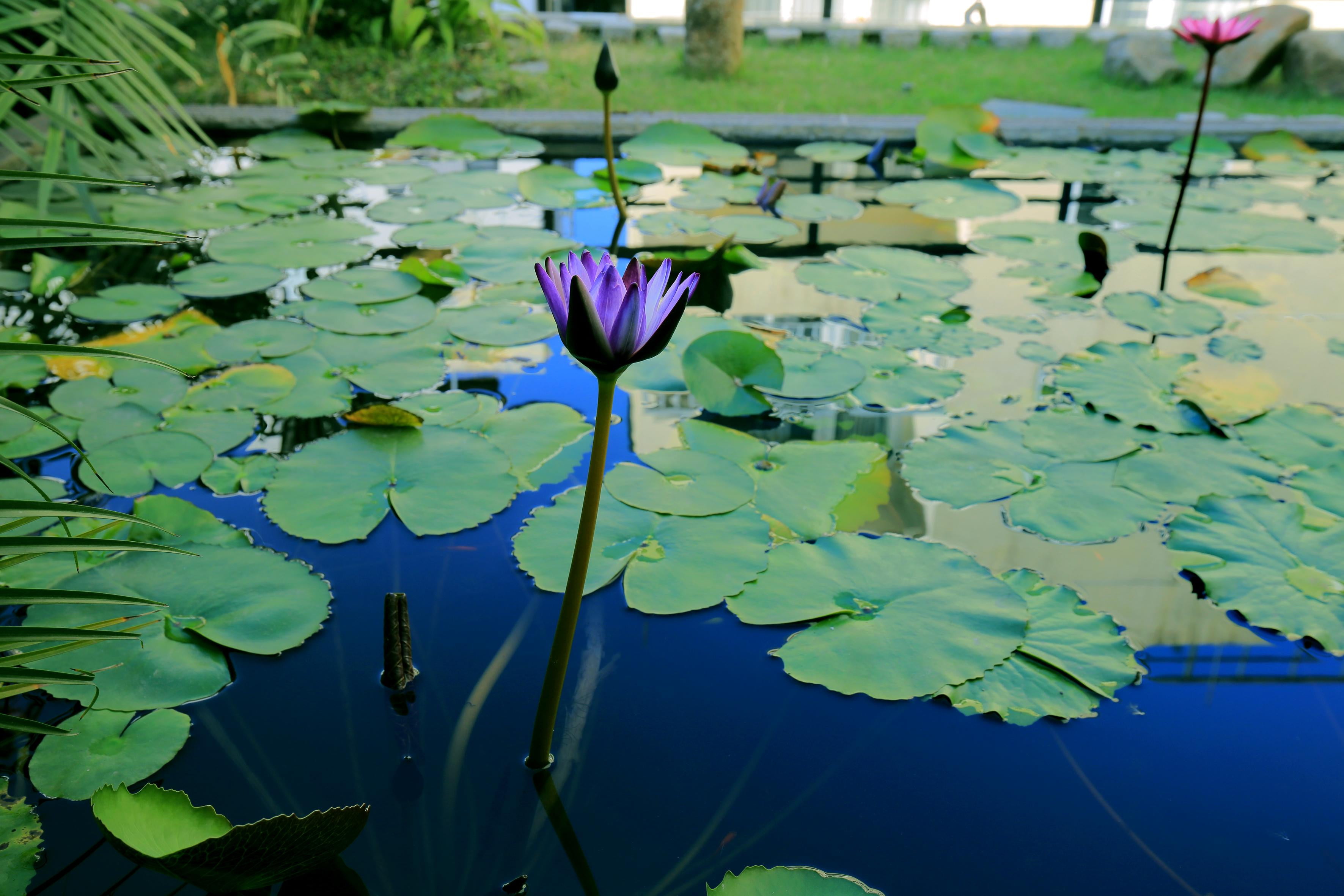 Căn hộ dịch vụ 1PN | 100m² | Garden & Koi Pond | View Lotte Liễu Giai
